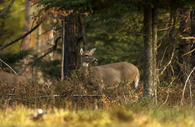Outdoors report: Antlerless quotas set in Wisconsin, Michigan
